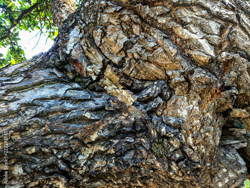Close-up view of rough and weathered tree bark with deep grooves and natural organic texture
