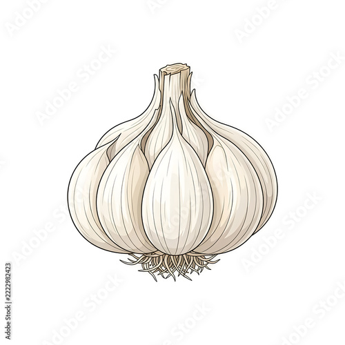 cartoon illustration of a fresh garlic bulb with white cloves, a cut stem, and rootlets at the base