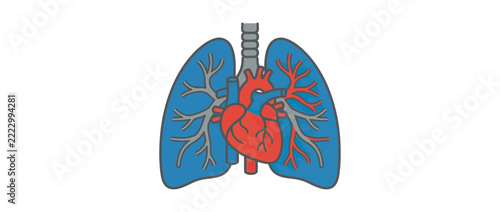 Isolated Human Heart and Lungs Anatomy Illustration