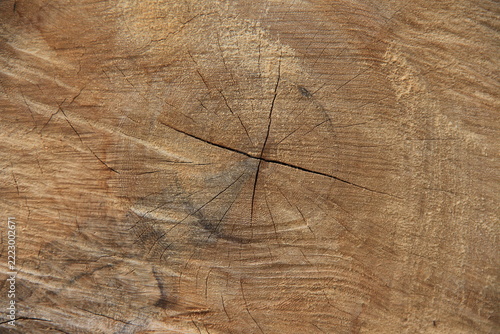 wood cross-section texture