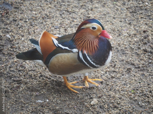 Colorful male Mandarin duck standing on the ground