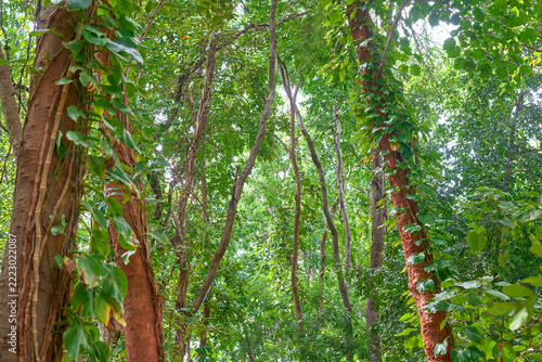 Tall Forest Trees with Climbing Vines and Twisting Trunks