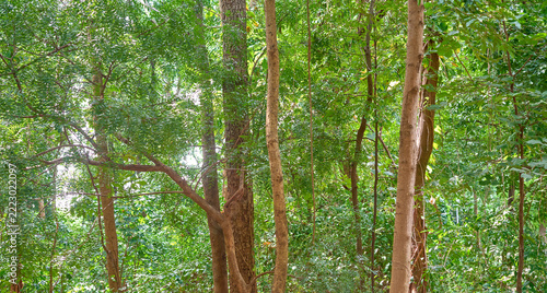 Sunlight filters through tall tree trunks and dense green foliage in a woodland.