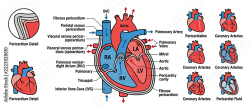 Obraz na plátně Human Heart Anatomy Diagram with Labels and Details