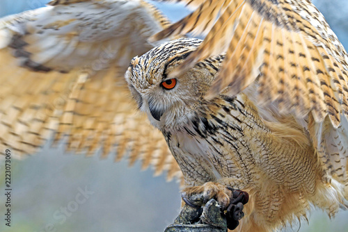 Portrait shot of an eagle-owl