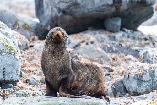 Close-up of an Antarctic Fur Seal - Arctocephalus gazella- sitting on a rock near the fish islands area on the Antarctic Peninsula