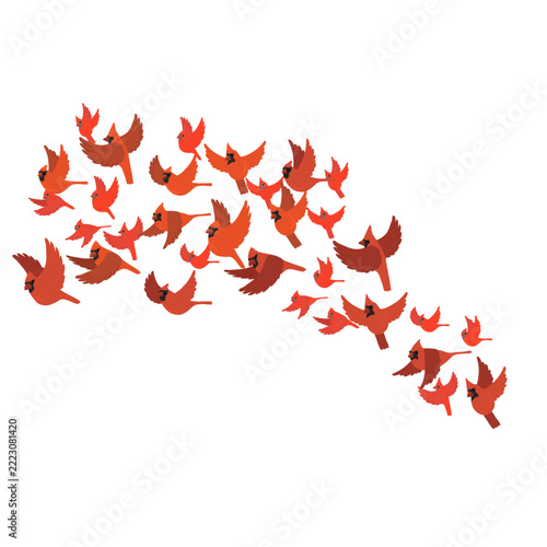 vector drawing flying birds, flock of northern cardinals, hand drawn illustration, isolated nature design elements