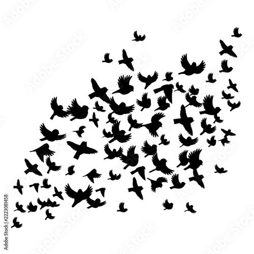 vector drawing flying birds, flock silhouette, hand drawn illustration, isolated nature design elements