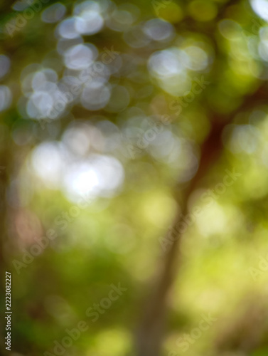 Natural Green Bokeh Background with Sunlight