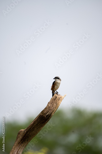 Canvas Print A long-tailed shrike with a black mask and rufous-grey plumage perches at the top of a bare dead branch against a plain sky, photographed in Masinagudi, Tamil Nadu, South India