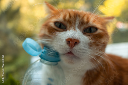 Ginger cat next to a plastic water bottle, pet hydration and kidney health care concept, preventing kidney disease and urinary problems in cats