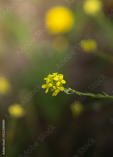 wild mustard plant and flower. Sinapis alba.	