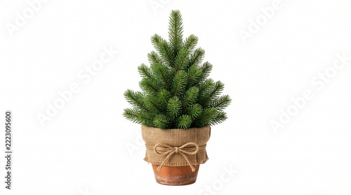 Natural green Christmas tree isolated on pure white background.