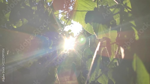 Bright sun shining through green leaves on warm summer evening. Rays of sunshine breaking through leaves. Green leaves on tree and shining rays of sun. Sun beams on street. Nature. Natural background