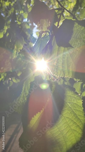 Bright sun shining through green leaves on warm summer evening. Rays of sunshine breaking through leaves. Green leaves on tree and shining rays of sun. Sun beams on street. Natural background Vertical