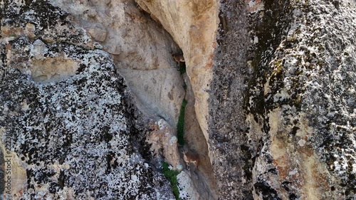 Wild Mountain Goats on Rugged Rocky Cliffs in Tunceli, Türkiye