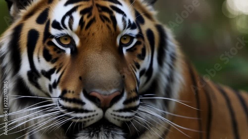 Slow motion tracking close up of tiger staring with subtle head movement in dense jungle forest habitat
