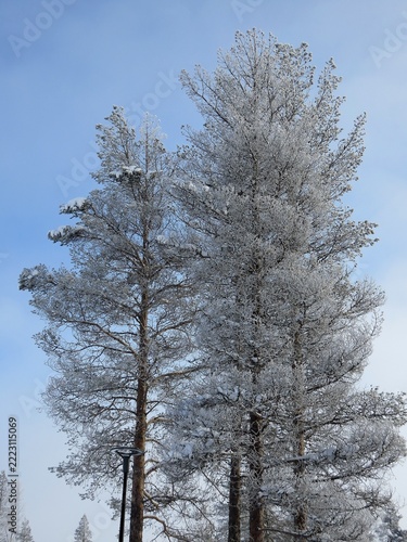 arbre