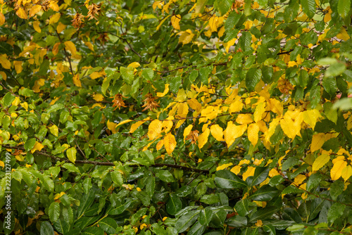 Golden leaves dangle among lush green branches