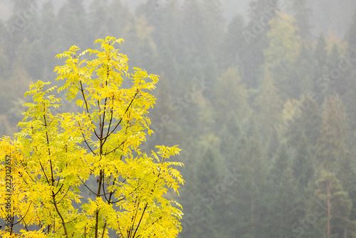 Golden leaves glow against misty forest backdrop