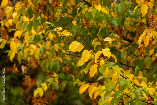 Golden leaves tremble softly in autumn breeze
