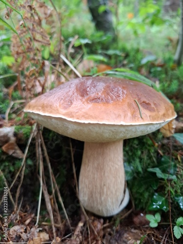 Fresh porcini mushroom growing among moss and forest vegetation