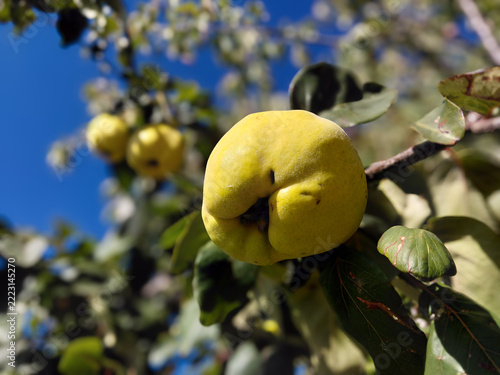 ​Fresh ripe quince fruit hanging on a tree branch against a clear blue sky