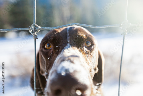 Curious dog pokes nose through a wire fence in winter