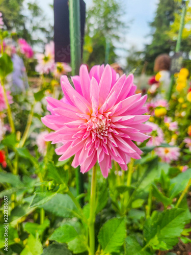 Pink Dahlia in Bloom