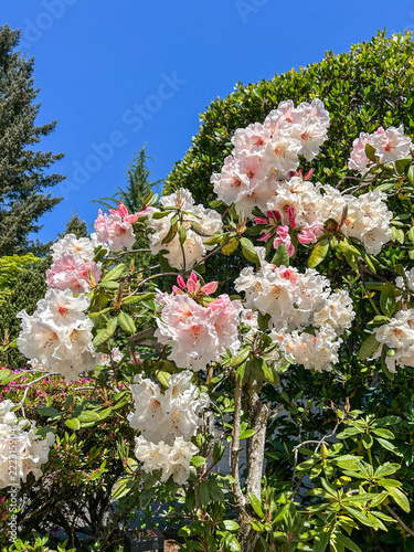 Blooming white and pink rhododendrons