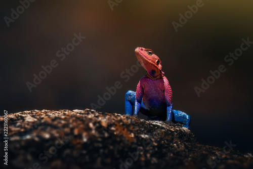 A stunning male agama lizard displaying its vibrant red head and brilliant blue body, proudly perched on a rock against a beautifully dark background.