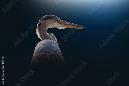 A majestic grey heron displaying its elegant curved neck, sharp golden eye, and long pointed beak, beautifully illuminated against a dramatic dark blue background.