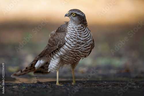 A magnificent sparrowhawk standing proudly, displaying its piercing yellow eyes, beautifully patterned feathers, and remarkable elegance in the wild.