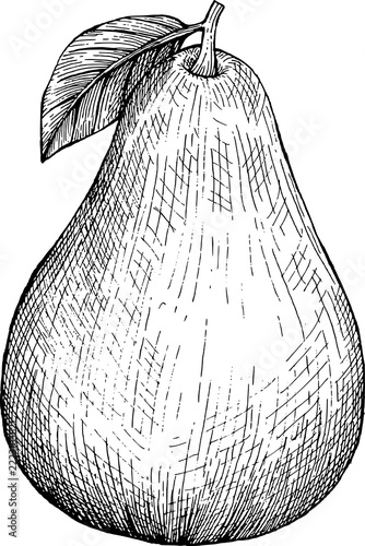 whole avocado with leaf hand drawn sketch illustration