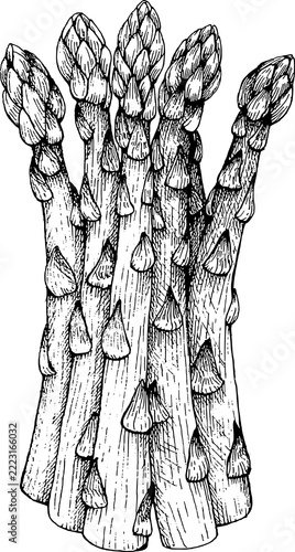asparagus bunch hand drawn sketch botanical engraving illustration