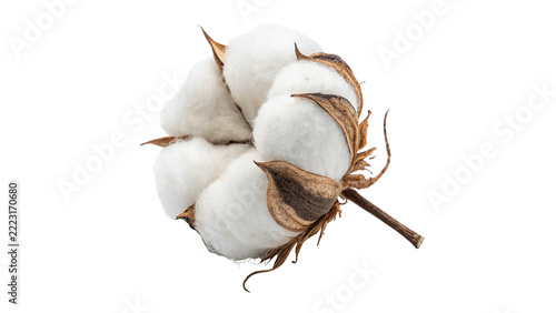 Single natural white cotton plant boll fluffy pod raw material isolated on transparent background