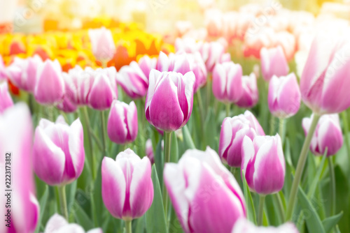Purple and white tulips with beautiful bouquet background in springtime.