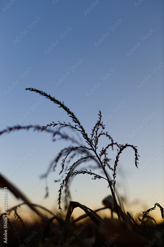 Fototapeta premium Grass seed heads swaying silhouetted against dusk sky