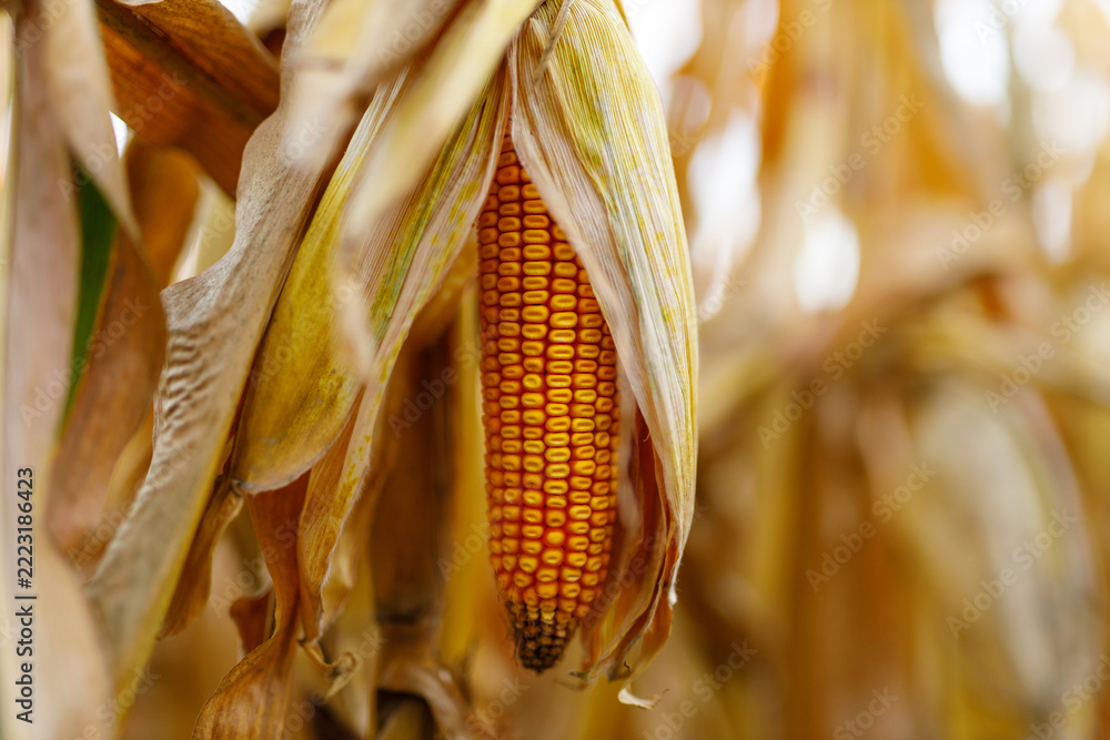 Fototapeta premium Single corn ear revealed on dry stalk in cornfield rows during harvest time