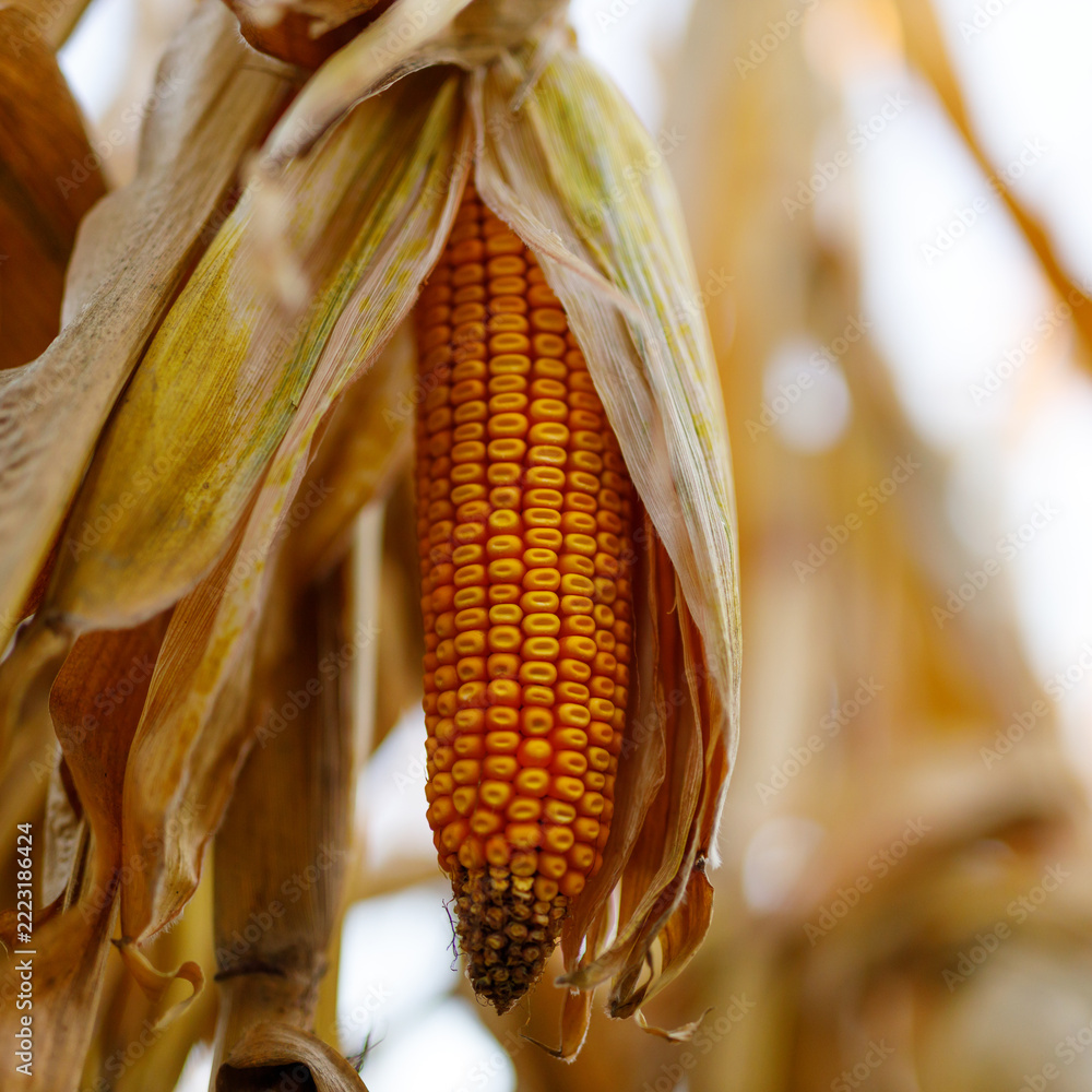 Fototapeta premium Dried corn ear hanging on stalks in late autumn field