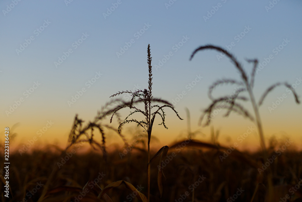 Fototapeta premium Single corn tassel standing against twilight sky in field