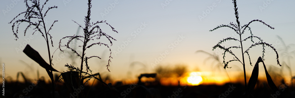 Fototapeta premium Low angle corn tassels silhouetted with sun near horizon at dusk