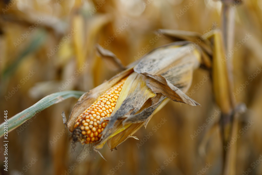 Fototapeta premium Side view of corn ear drying on stalk in harvest field