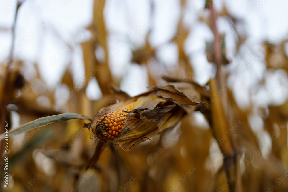 Fototapeta premium Single corn ear drying and exposed among stalks in field