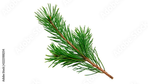 Fresh green pine tree branch sprig detailed needles woodland flora isolated on transparent background