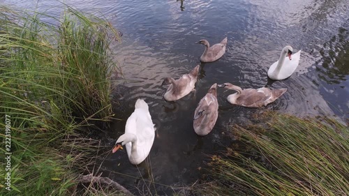 Swans Gliding On Calm Lake, Juvenile Cygnets Trailing Parent Near ReedLined Shoreline, Dappled Sunlight Creating Soft Ripples And Reflections, Lush Greenery Framing Scene,
