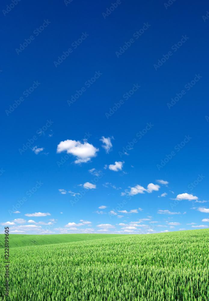 Fototapeta premium field of grass and perfect sky