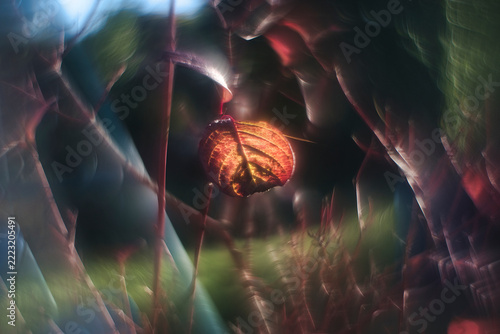 Autumn