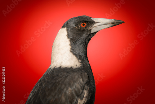Australian Magpie also called Gymnorhina tibicen.