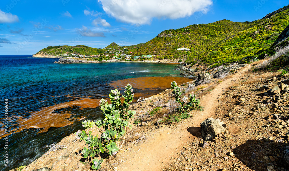 Fototapeta premium Scenic hiking trail winding along the rocky coastline overlooking the turquoise waters of Petite Anse in Saint Barthelemy, Caribbean France